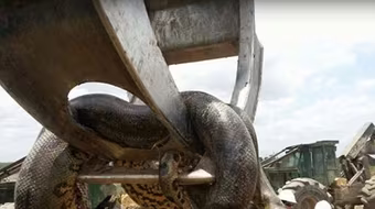 Phát hiện con trăn nặng 400kg ở công trường