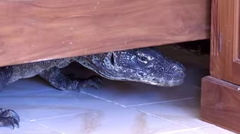 Rồng Komodo khổng lồ ẩn nấp trong khách sạn