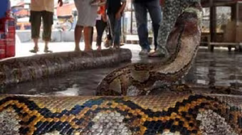 Người đàn ông bị trăn "khổng lồ" siết chết