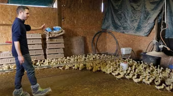 Pháp tiêu hủy 600.000 gia cầm phòng dịch cúm lây lan