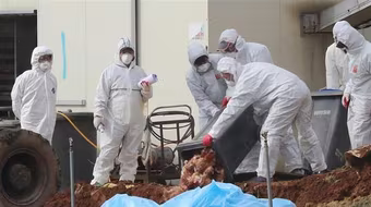 Tây Ban Nha tiêu hủy hàng nghìn con vịt nghi nhiễm H5N8