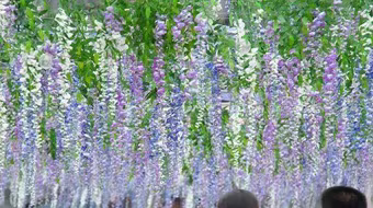 Chiêm ngưỡng đường hầm bằng hoa dài 20m