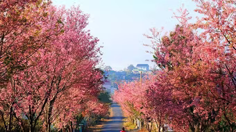 Lần đầu tiên tổ chức Lễ hội mai anh đào tại "thành phố tình yêu"