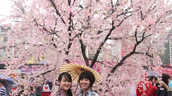 Ngắm hoa anh đào khoe sắc ở Thủ đô