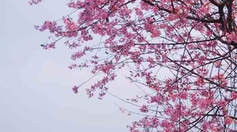 Lễ hội mai anh đào 2016