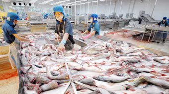 Thêm 2 doanh nghiệp được phép xuất khẩu cá tra vào Hoa Kỳ