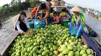 Siết kiểm dịch, vô tình kích thích xoài nhập lậu 