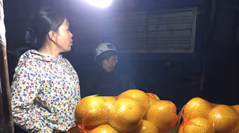 Bưởi lạ thâm nhập thị trường Hà Nội