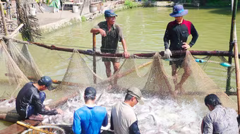 Cảnh báo hiện tượng Trung Quốc mua cá tra non