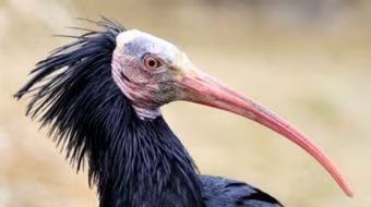 Vì khủng bố IS, chim quý có thể bị tuyệt nòi giống