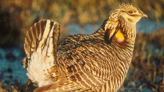 Dùng động vật làm "nhà tiên tri... động đất"