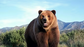 Gấu bất ngờ... đột nhập vào nhà và xơi bánh ngọt mừng sinh nhật