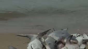 Cá mập chết la liệt ở bờ biển Alabama