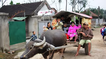 Xe trâu miễn phí đưa đón học sinh mầm non đến trường