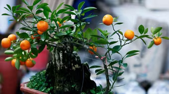 Đào, quất "khủng" lên ngôi