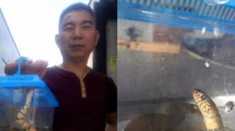 Ném rắn lên xe buýt vì bị từ chối mang theo