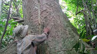 Bí ẩn mũi tên độc