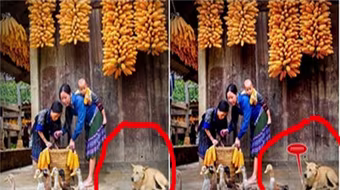 Thêm một bức ảnh đoạt HCV bị tố chắp ghép