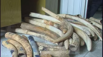 Cam go chống buôn lậu qua đường hàng không