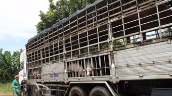 Trung Quốc dừng thu mua, giá lợn hơi chạm đáy