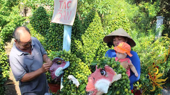 Bộ cây quất cảnh hình khỉ độc, lạ dịp Tết Bính Thân 2016