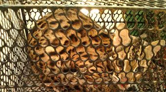 Bẫy chuột bắt được mèo rừng Châu Phi cực hiếm