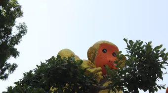 Ngắm "đàn khỉ" siêu ngộ nghĩnh ở đường hoa Hùng Vương