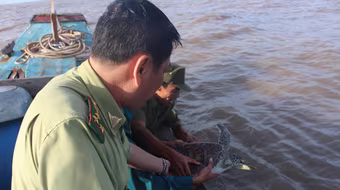 Con vích nặng 7 kg được thả về với biển thiên nhiên