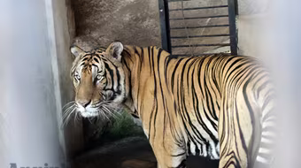 Các loài nguy cấp, quý, hiếm có được bảo vệ tốt hơn?