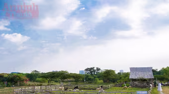 Có một thảo nguyên đẹp mê hồn giữa lòng Hà Nội