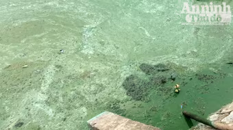 Hồ Văn Quán: Tảo nổi váng dày đặc, bốc mùi 