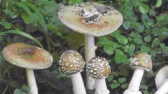 Cả nhà 6 người nguy kịch sau khi ăn nấm hái trong rừng