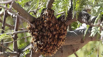 800.000 con “ong sát thủ” giết chết một người làm vườn ở Mỹ