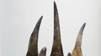 Buôn lậu 2 sừng tê giác trị giá hàng chục ngàn USD