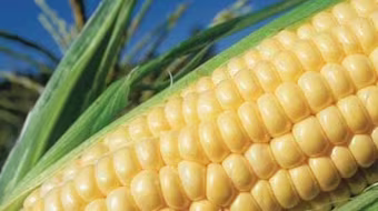 Sắp đưa cây trồng biến đổi gen ra đồng ruộng