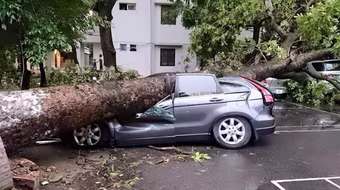 Thêm hình ảnh giông lốc khiến nhiều cây đổ tan hoang ở Hà Nội