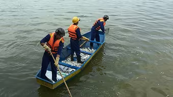 Cá chết hàng loạt ở hồ Tây: Có thể do hiện tượng "tảo nở hoa"