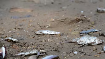 Audio26-4-2016: Cá lại chết trắng bờ biển Quảng Bình, ngư dân vớt bán cho thương lái