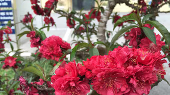 Đào tiến Vua, tiến về Hà Nội