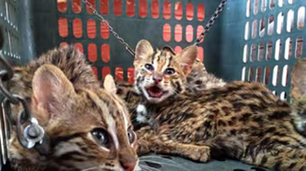 Mở trang trại nuôi động vật hoang dã để... tiện buôn bán