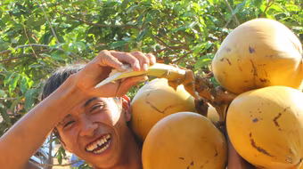 Màn hái dừa “lạ” ở Phú Quốc