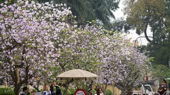 Dáng hình cô gái Thái trong loài hoa ban trên đường Hà Nội