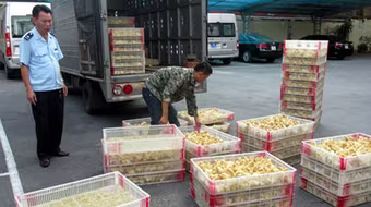Tiêu hủy 12.000 con gà giống nhập lậu từ Trung Quốc