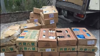 CAH Gia Lâm phát hiện 400kg cá kìm đông lạnh không rõ nguồn gốc