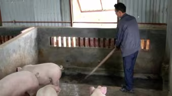 Gần 280.000 hộ chăn nuôi cam kết không sử dụng chất cấm