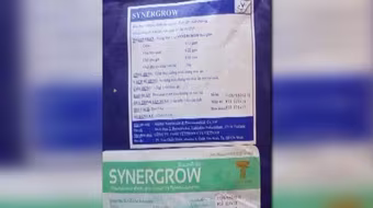 Phát hiện chất tạo nạc mới trong chăn nuôi