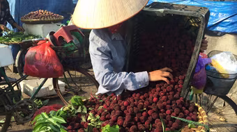 Thanh mai Trung Quốc tràn về Hà Nội được “thổi” giá ngất trời