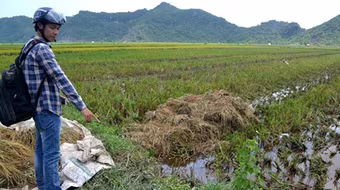 Sét đánh khiến 6 người thương vong tại Hải Phòng