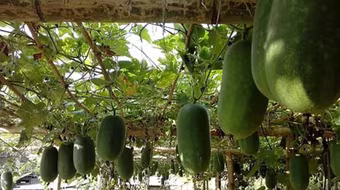 Bí xanh thơm – rau sạch 'đệ nhất đất Bắc'