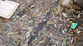 Làm rõ nguyên nhân cá chết bất thường ven biển miền Trung